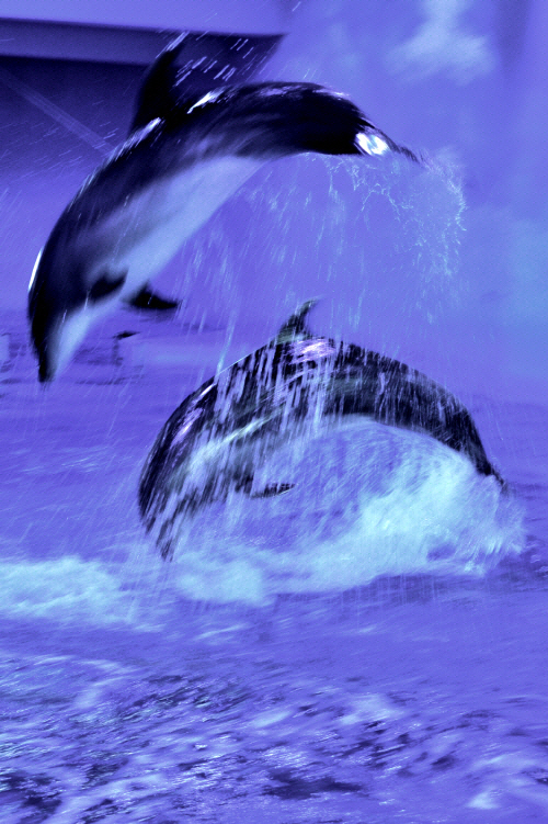 ea03e93e2c834bed8dfde457afe5fedf_1720680706_8806.JPG