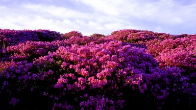 Image 90